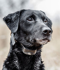 SportDOG Yard Trainer 300 | L.L.Bean