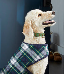 Novelty Dog Collar | L.L.Bean