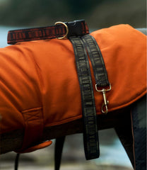 & Noah Kahan Novelty Dog Collar | L.L.Bean