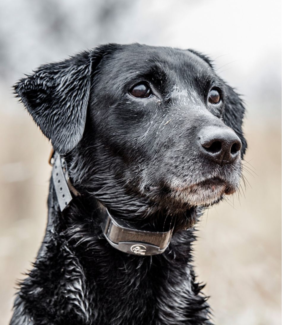 SportDOG Yard Trainer 300 | L.L.Bean